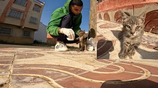 Feeding kittens in Morocco for a day enriches your soul and brings joy to your heart