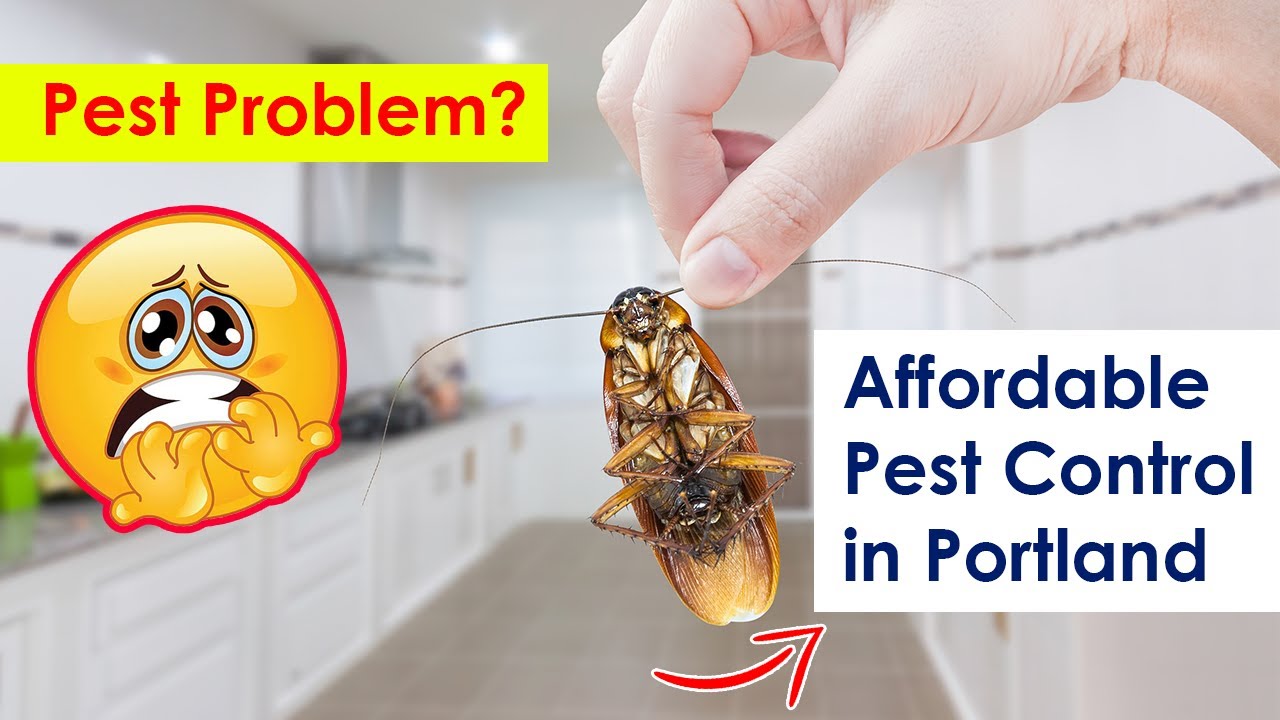 Affordable Pest Control in Portland YouTube