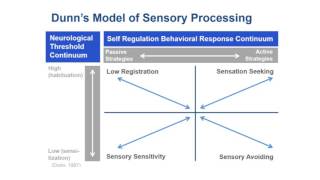 Dunn's Model of Sensory Processing Video - Carrie Ciro | MedBridge