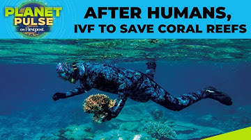 Scientists Revive Coral Reefs With IVF-Like Tech Amid Climate Change Crisis | Planet Pulse | N18G