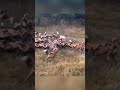 23 Wild Dogs Surround a Warthog — An Incredible Survival Moment in the Wild