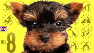 No.8 Yorkshire Terrier | Yorkie ❤️ TOP100 Cute Dog Breeds Video by Dogs 101 ❤️ I want a dog! 1,125 views 2 years ago 8 minutes, 1 second