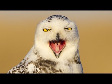 Snowy Owl invasion