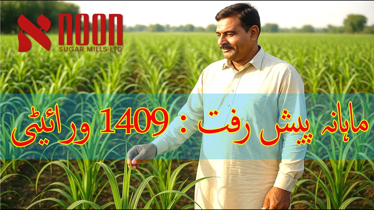 ستمبر کاشت ۔ ماہانہ پیش رفت | صرف 2 مہینوں میں شاندار فصل کی نشوونما | نون شوگر ملزشوگر کین ڈویلپمنٹ