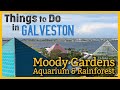 Moody Gardens | Guided Tour of Aquarium & Rainforest | Things to Do in Galveston