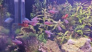Nano Aquarium Update - 41L/11G