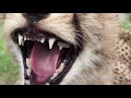 Cheetahs' First Year