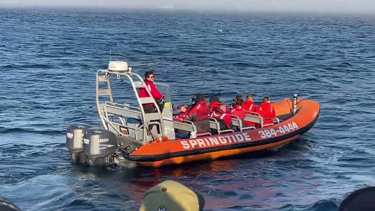 Alaska Cruise 2026 - Whaling in Victoria BC