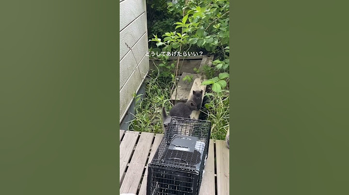 自宅庭に寝ていた2匹の子猫を保護しようとしたら大人猫が捕獲器に！他にもたくさんの猫ちゃんが...続きは本編へ。#猫 #保護猫 #子猫