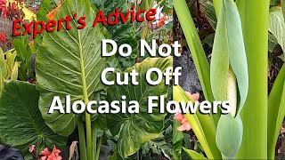 Will It Hurt the Plant? An Expert's Advice on Cutting Off an Alocasia Inflorescence or Flower