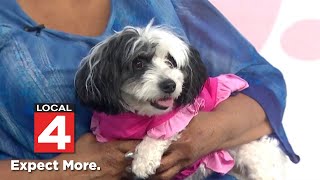 Pet of the Week: Meet Chloe
