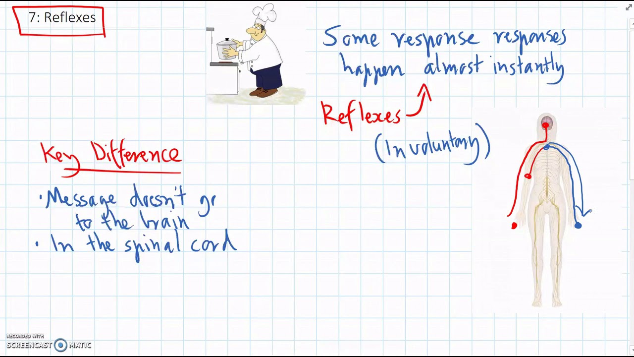 Reflexes Work Image How Reflexes Work - YouTube