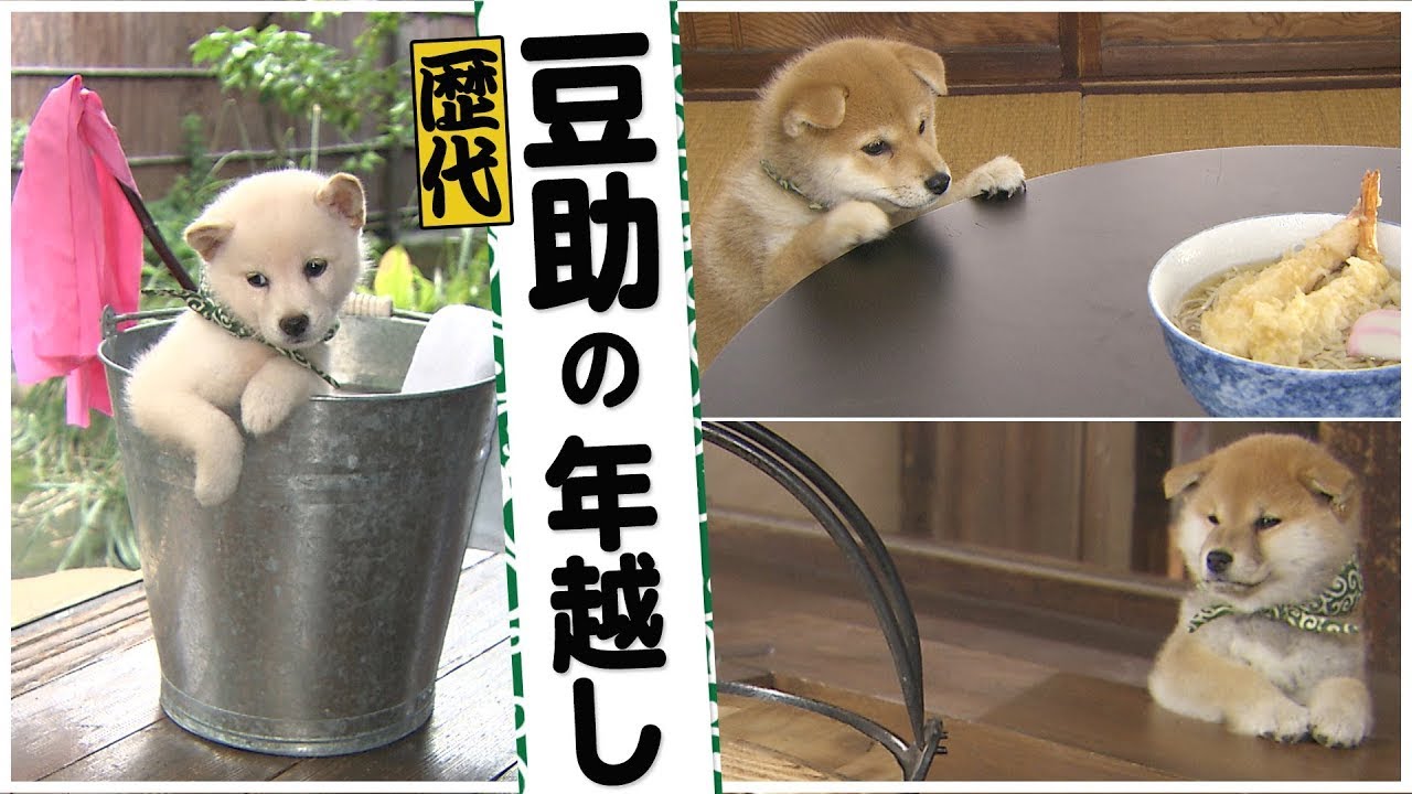 豆助たちも年末は大忙し！？【豆助・柴犬】 - YouTube