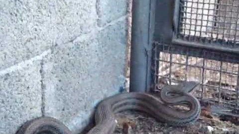 Dove si trova il serpente Cervone?