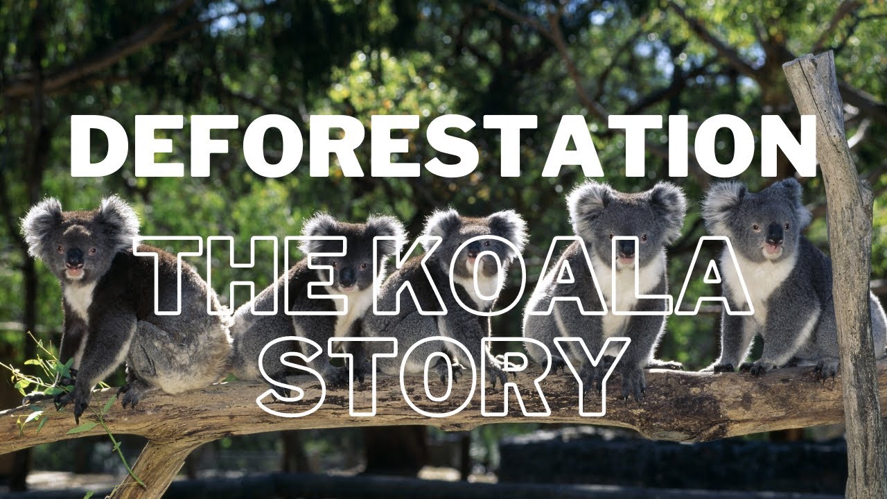 Deforestation - The Koala Story - YouTube