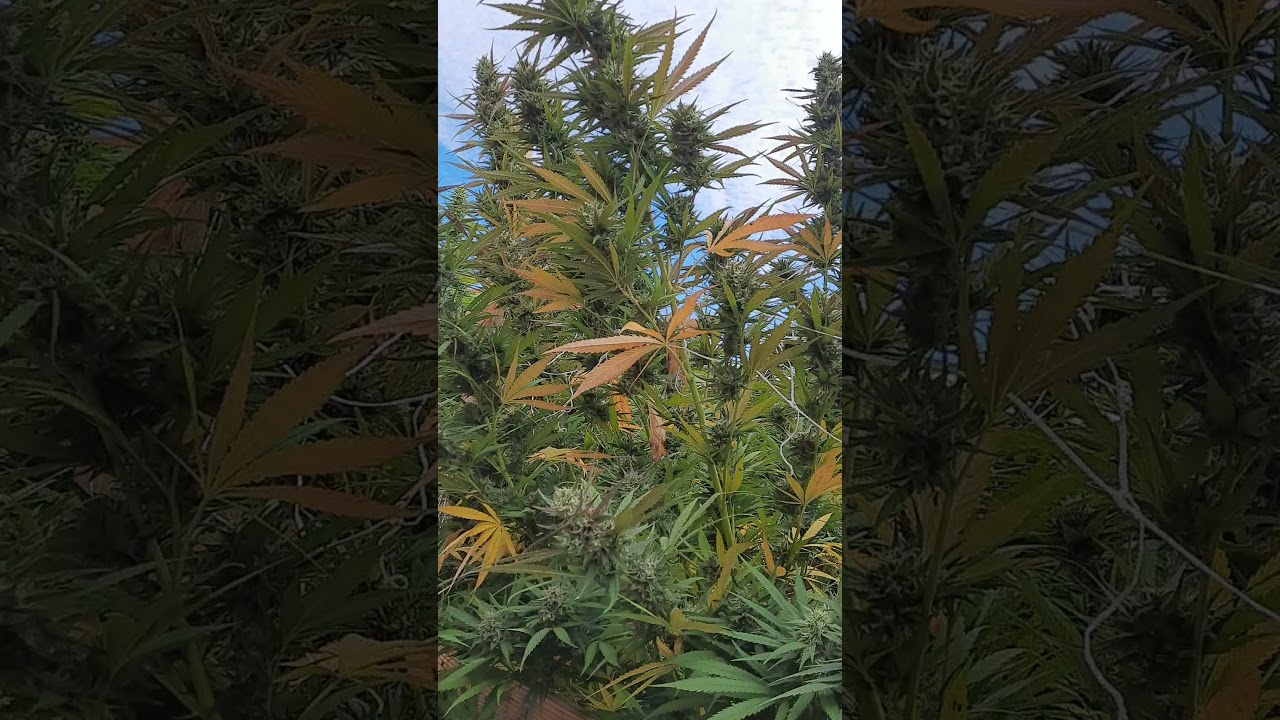 10-9 medical cannabis harvest