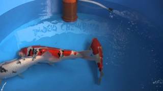 Grand Champion Interkoi 2011 Sunshine