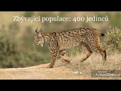 Video: Tajemná Zvířata Mngwa Je Africký Tygr, Vysoký Jako Osel - Alternativní Pohled