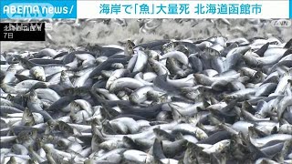 海岸に大量の魚が漂着　酸欠状態で大量死の可能性　北海道函館市(2023年12月7日)