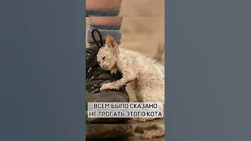 Не Трогать Этого Кота!