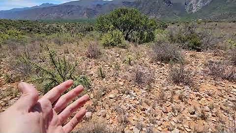 Field observations in a "thicket-wide plot" (Y0039) - substrate impacting growth of spekboom