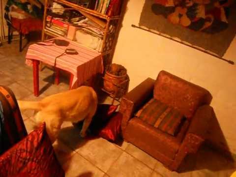 Video: Labrador Dorado Muerto, O Captura Visual De La Mujer Para La Forma De Vida Externa