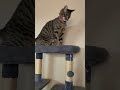 These Cats Are Best Friends Forever!
