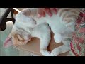   Le gusta que le mimen🐾