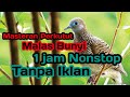 Masteran perkutut yg malas bunyi D jamin pasti nyaut