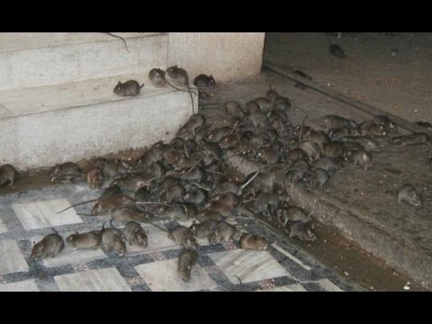 Крысы и мусор Вторгаются в город Мыши танцуют: великое безобразие экологии на YouTube