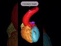 Anatomy of Cardiac Angio on CT Scan #anatomy