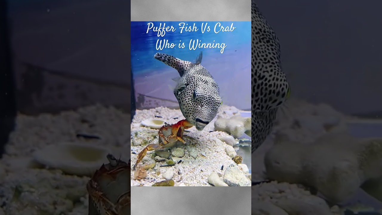 MMA Shorts : Pufferfish Vs CrabPuffer | Fish Vs Crab 