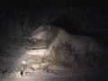 Male lions roaring outside safari camp in South Africa
