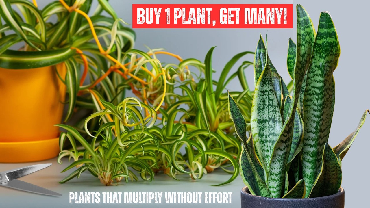 7 Plants That Produce Pups Quickly After Planting
