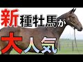 【続出】インディチャンプも満口に!新種牡馬が人気する理由とは。