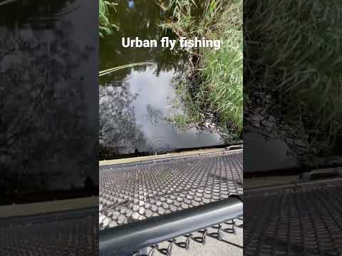 Fish everywhere! #fishing