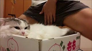 『ポゥポゥおじさん』　再来。