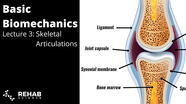 Biomechanics Lecture 3: Skeletal Articulations