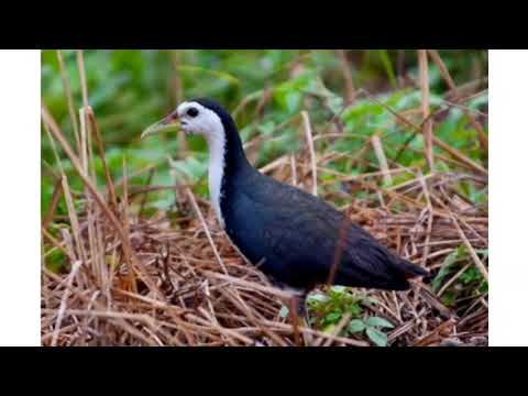 SUARA PIKIAT BURUNG RUAK RUAK V-1 