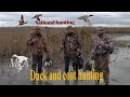 Ördək və qaşqaldaq ovu  2020 Duck and coot hunting Охота на уток и лысух