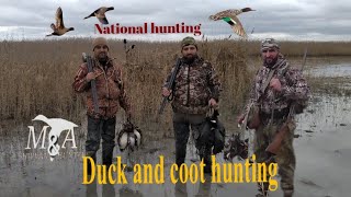 Ördək və qaşqaldaq ovu  2020 Duck and coot hunting Охота на уток и лысух