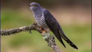 Ana Maria – Cucule, pasăre rătăcitoare (Cântec popular românesc | Baladă tradițională)