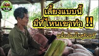 เลี้ยงแบบนี้มีที่ไหนเขาทำ !! หนึ่งเดียวในสุรินทร์เลยก็ว่าได้ "ความเรียบง่ายคือความสบายใจ