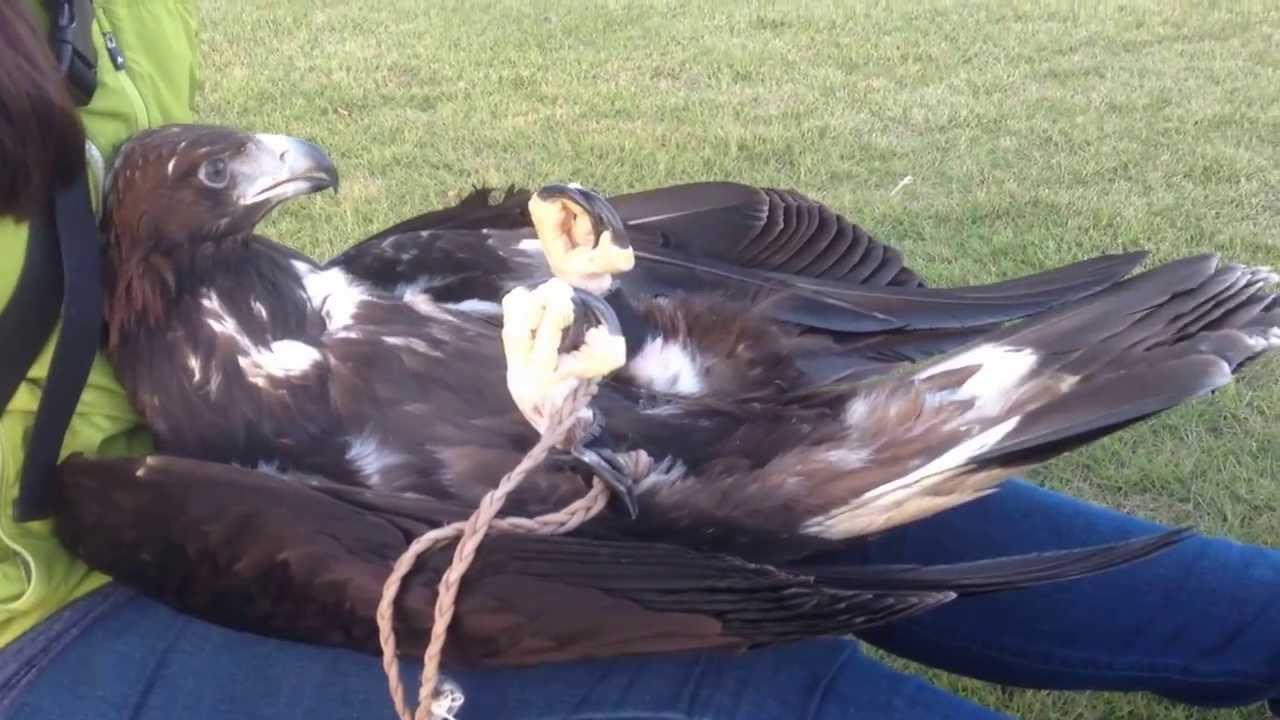 イヌワシ リラックスタイム Golden Eagle Having A Relaxing Time Youtube
