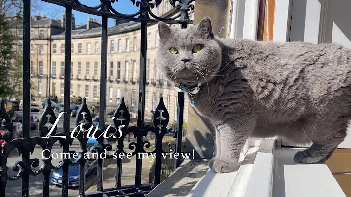 Video 8315541: britishshorthair cats catlover, pets scottish, pets funnycats cute, pet uk