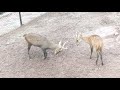 Most Dangerous Deer Horn Fight Caught Live on Camera