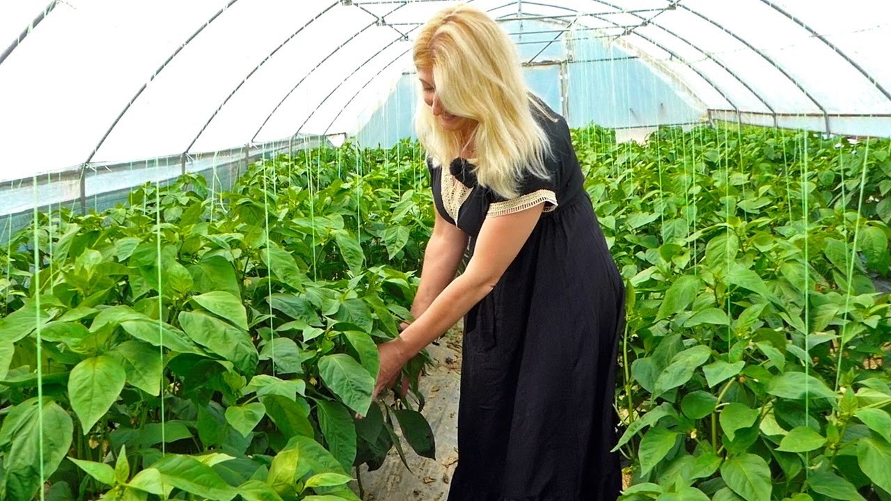 Ona kuharica, on pekar, nakon radnog vremena zajedno uzgajaju hiljade kg povrća