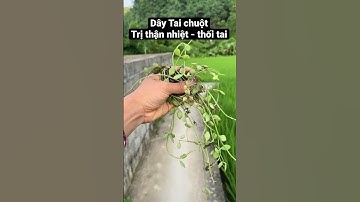 Dây tai chuột trị thối tai, thận nhiệt rất hay