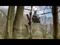 RAF Chinook lands in the woods