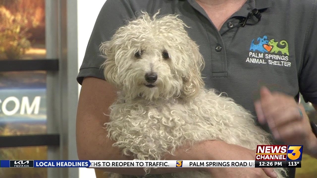 Help Palm Springs Animal Shelter find “Connie” a forever home